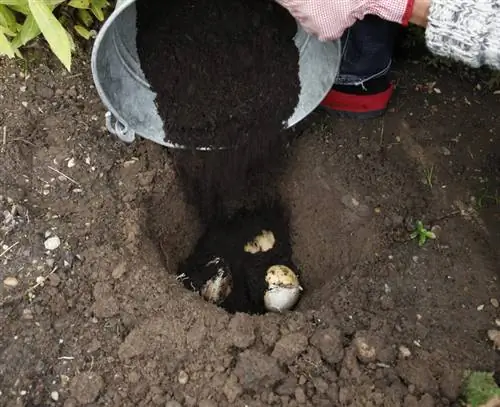 Выкопать декоративный лук