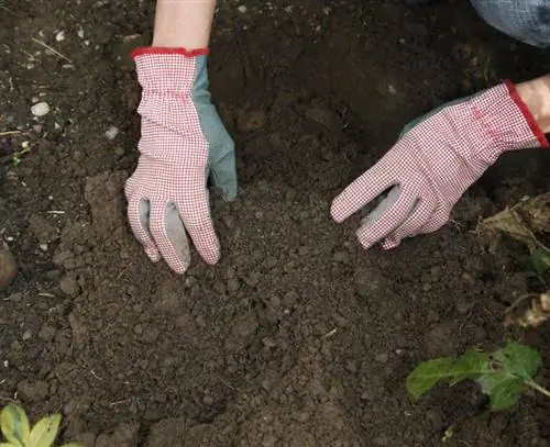 Выкопать декоративный лук