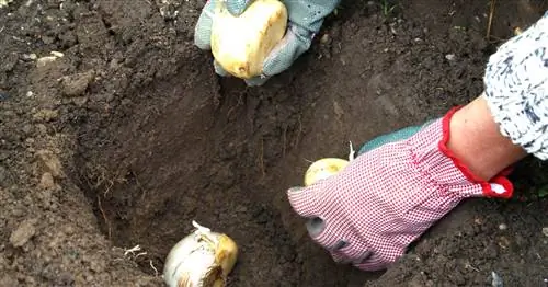 Посадка декоративного лука: Лучшие советы