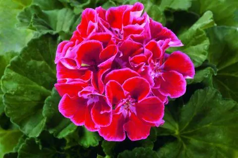 красный цветок герани