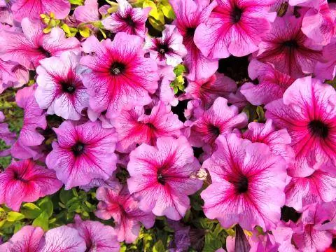 розовые петунии