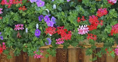 Самые популярные балконные растения наших пользователей Facebook