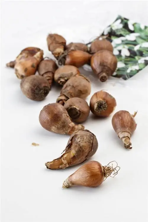 Лук подснежник