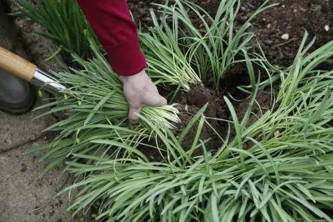 Делимся подснежниками