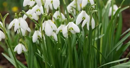 Сажайте подснежники вовремя