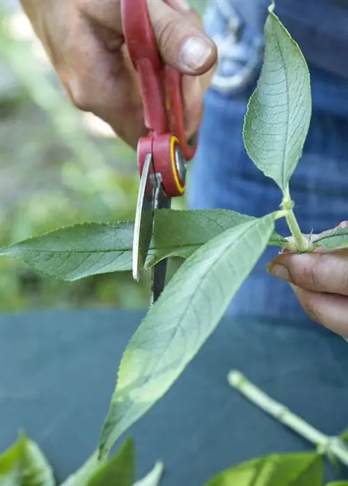 укоротить листья