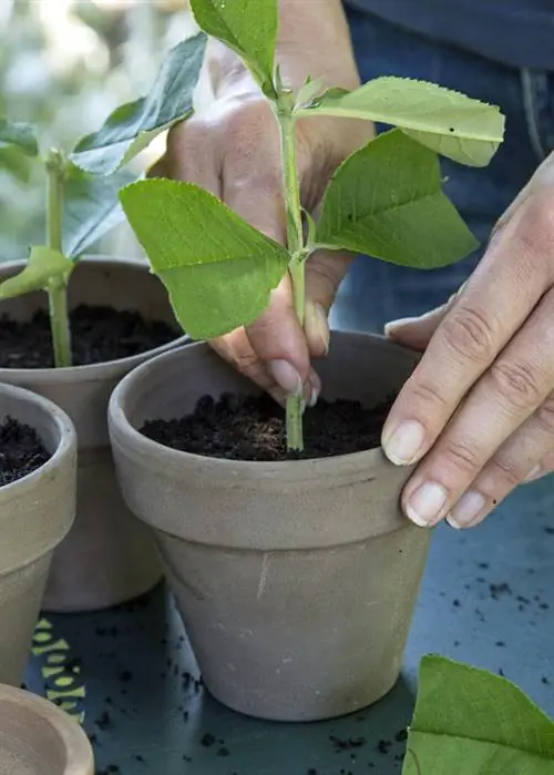 Горшечные черенки