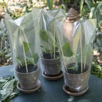 покровные черенки