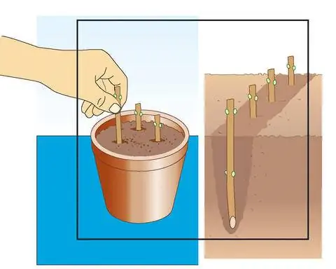 Размножение буддлеи черенками