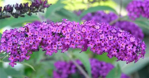 Буддлею очень легко размножать