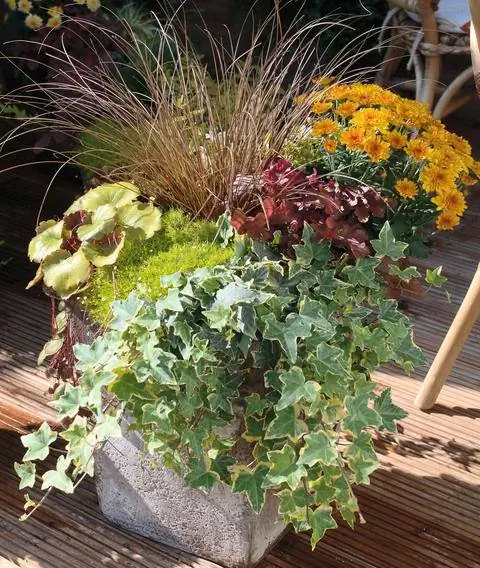 Осенние красавицы, как хризантемы