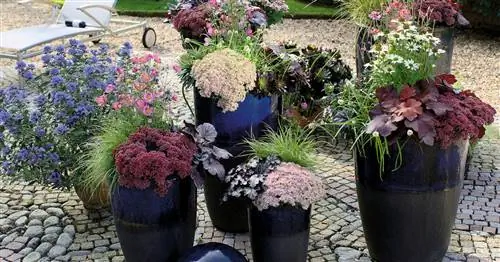 Осенняя посадка: идеи для горшков и грядок