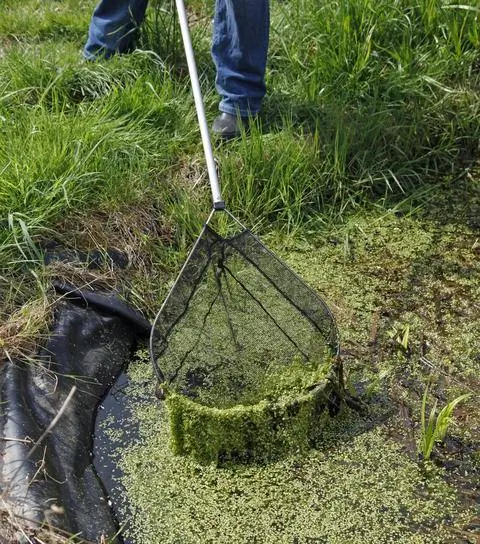 Удалить водоросли сачком