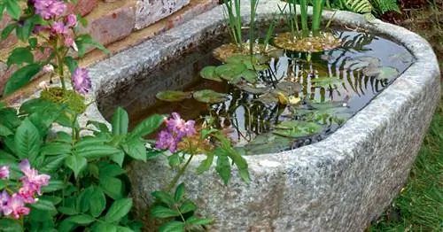 Водные сады в самом маленьком пространстве