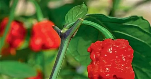 Выше, быстрее, дальше: Рекорды растений