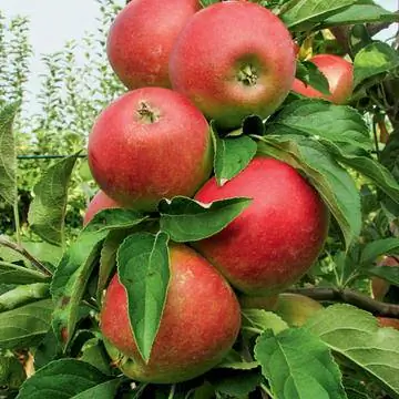 Apple «Ретина»