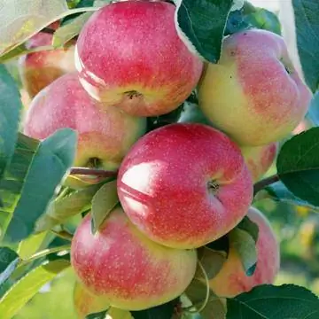 Яблоко 'Юлька'