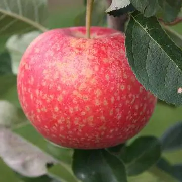 Яблоня раннелетняя Paradis 'Katka'