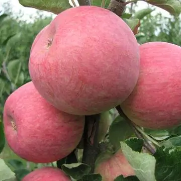 крепкое раннее яблоко 'Пирос'