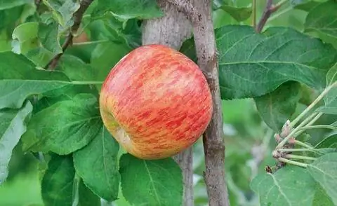 Летний сорт яблони 'Гравенштайнер'