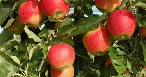 Летние яблоки: лучшие сорта
