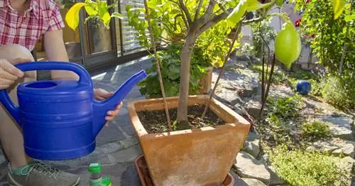 Советы по удобрению цитрусовых