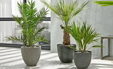 Различные карликовые пальмы в горшках