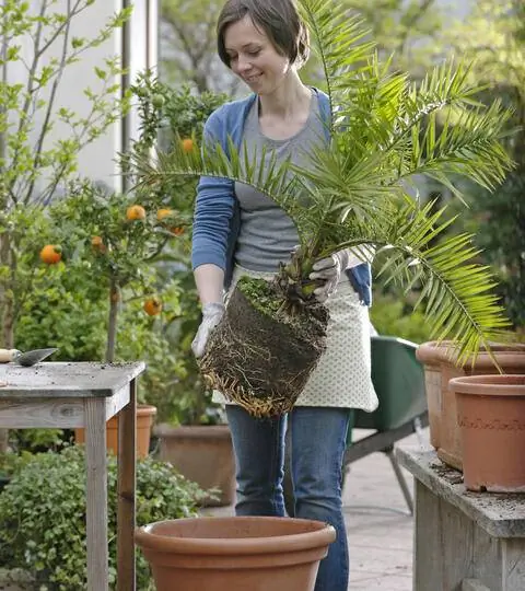 Пересадка финиковой пальмы