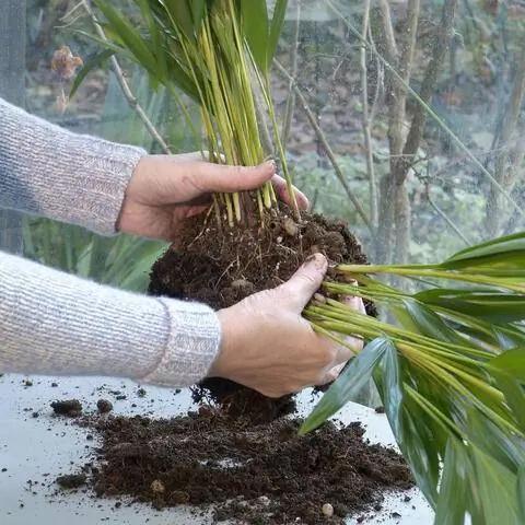 Разделите золотые фруктовые пальмы при пересадке