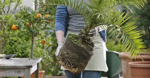 Как успешно пересаживать пальмы