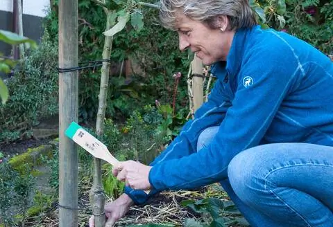 ствол дерева кисти