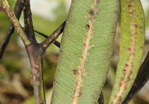 Чешуйчатое насекомое на олеандре