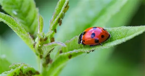 Тля: 10 советов по борьбе с ней