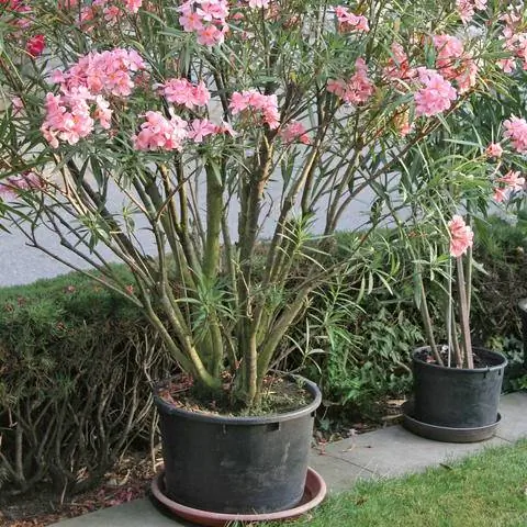 Олеандр в горшке с блюдцем