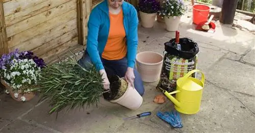 Новый горшок для олеандра