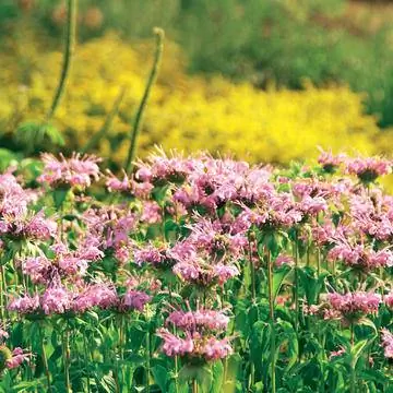 Monarda fistulosa 'Тетя Полли'