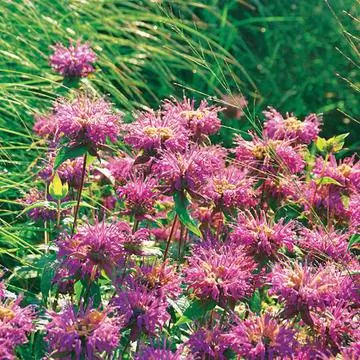 Крапива индийская Monarda fistulosa 'Rebecca'