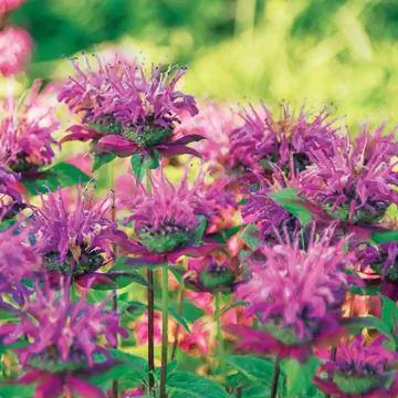 Крапива индийская Monarda fistulosa 'Huckleberry'