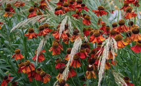 Silver Spike Grass и Солнечная невеста