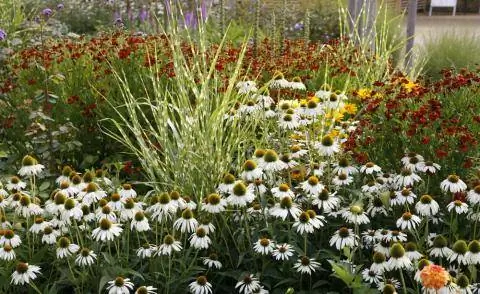 Китайский камышовый зебринус