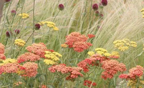 ковыль и тысячелистник