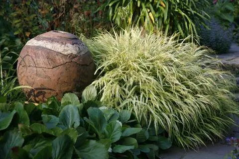 Япония горная трава и бегонии