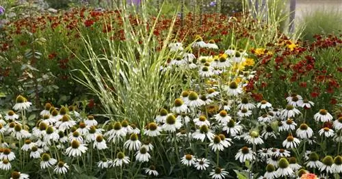 Идеи дизайна с травами и многолетниками