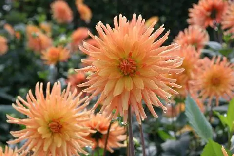 Далия Людвиг Хельферт