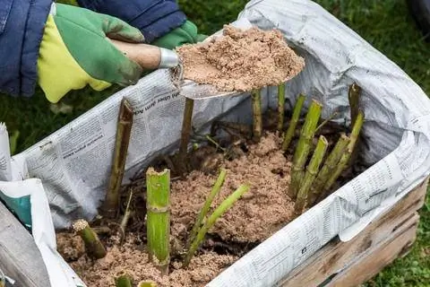 Промаркируйте клубни и перезимуйте