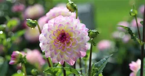 Советы от сообщества: Как правильно ухаживать за георгинами