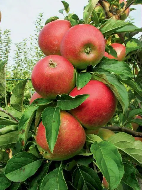 Apple «Ретина»