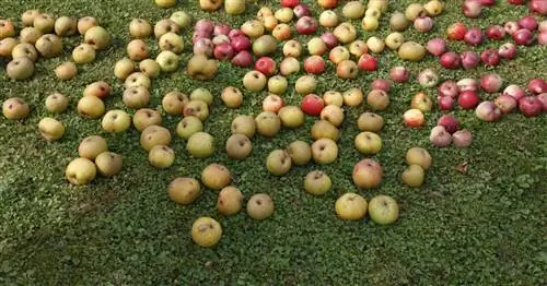 Юридический спор из-за упавших плодов