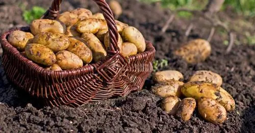 Хранение картофеля: 5 советов профессионалов