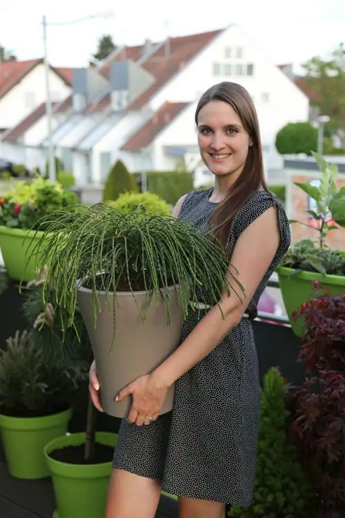 Нить Туя (Thuja plicata 'Whipcord')